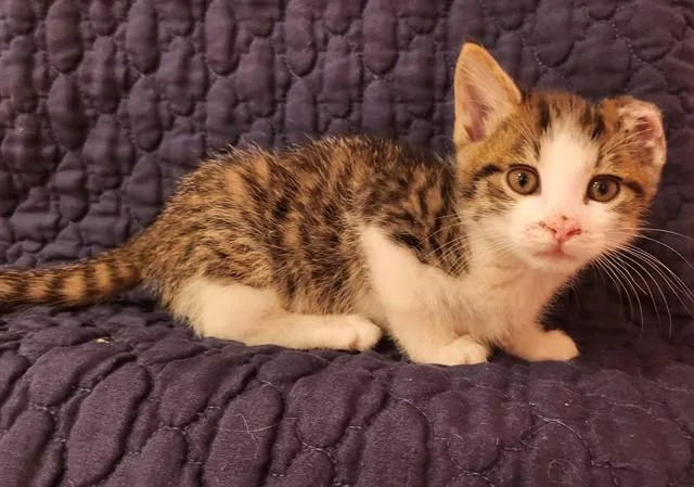 A baby small-sized male Domestic Short Hair cat named Orion for adoption in Colorado Springs, CO