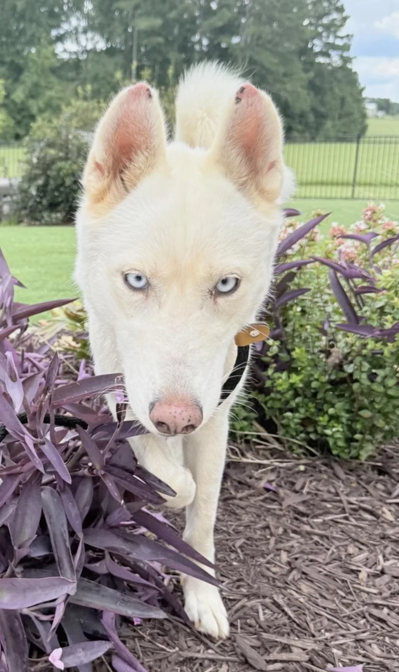 A young medium-sized female Apricot / Beige Pomsky dog named Missy for adoption in Lincoln University, PA
