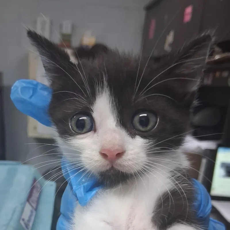 A baby small-sized female Black Domestic Short Hair cat named Flamingo for adoption in Summerville, SC