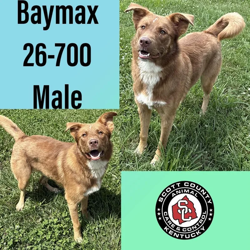 An adult large-sized male Shepherd dog named Baymax for adoption in Georgetown, KY