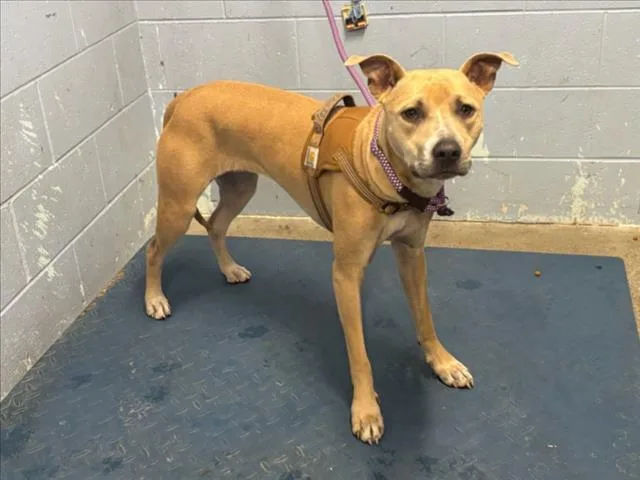 A young medium-sized female Dogo Argentino dog named Mulan for adoption in Woodland, CA