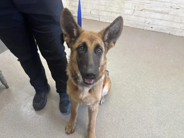 A young small-sized female German Shepherd Dog dog named Lavender for adoption in San Bernardino, CA