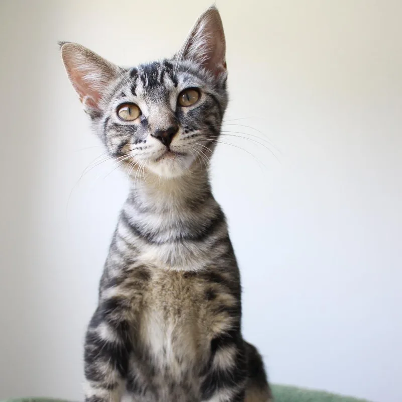 A baby small-sized female Brown / Chocolate Domestic Medium Hair cat named Chikorita for adoption in Matteson, IL