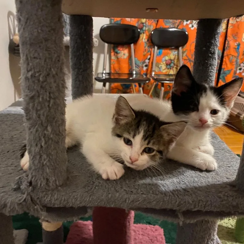 A baby small-sized male White Domestic Short Hair cat named Luigi for adoption in Skokie, IL