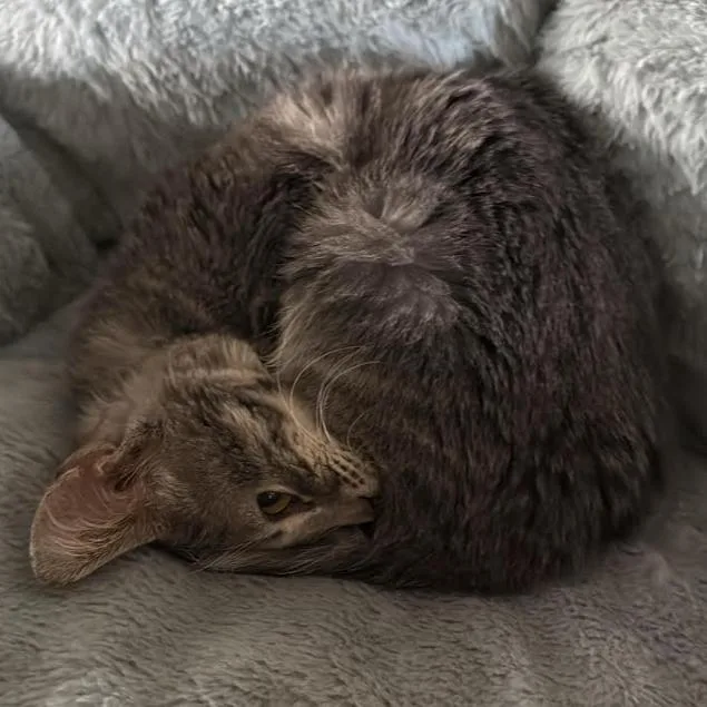 Cherries thumbnail 2