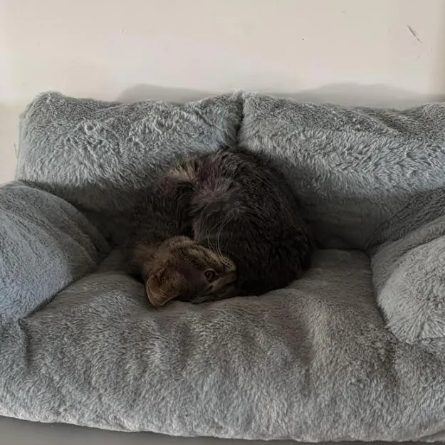 Cherries thumbnail 3