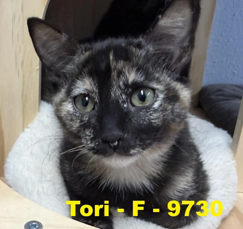 A young small-sized female Tortoiseshell Domestic Short Hair cat named Tori for adoption in Weatherford, TX