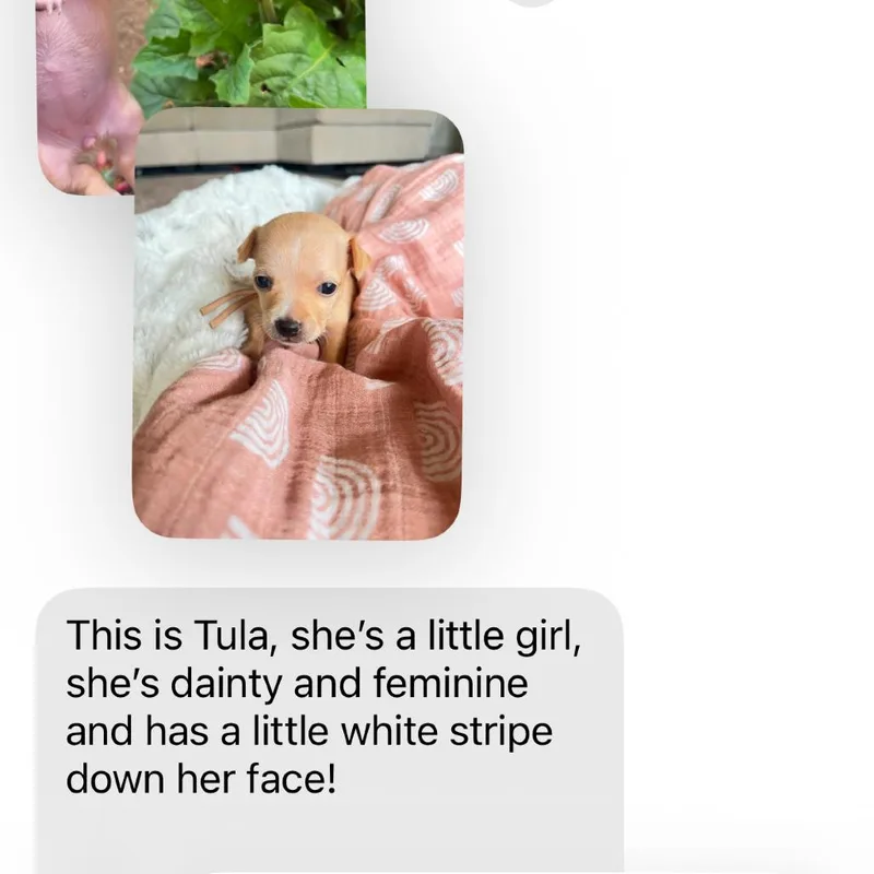 A baby small-sized female Yellow / Tan / Blond / Fawn Chihuahua dog named Tula_ for adoption in San Diego, CA