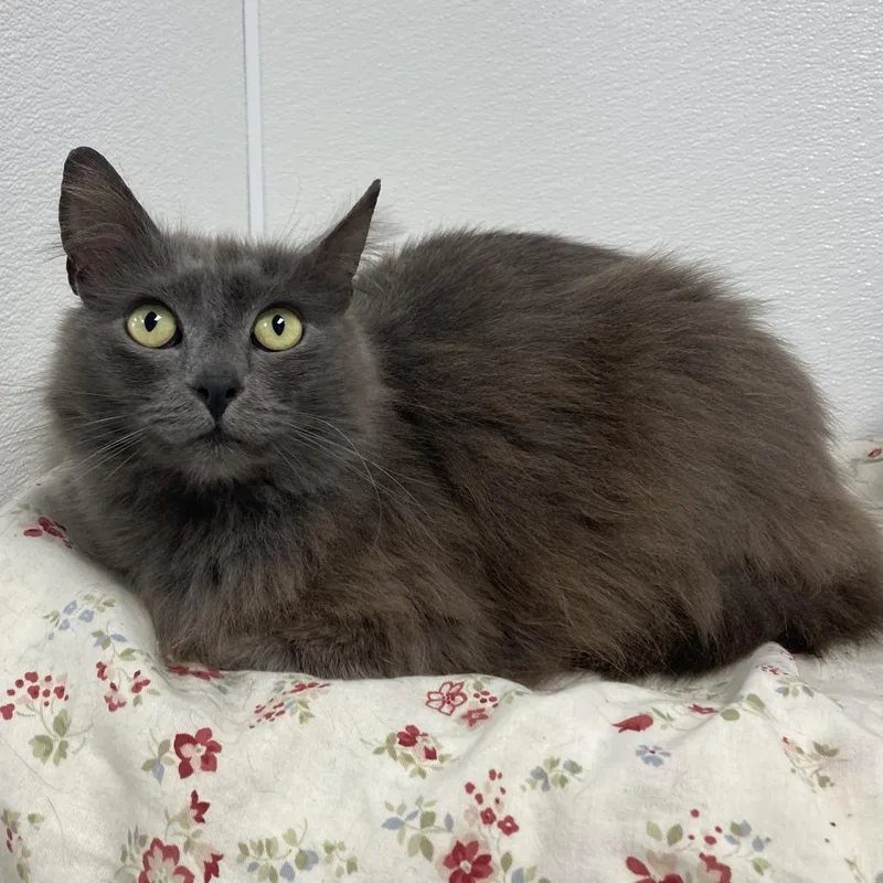 Princess Carolyn thumbnail 2