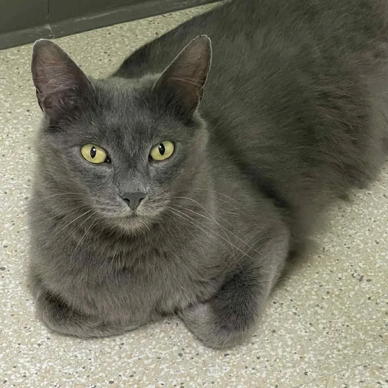 Princess Carolyn thumbnail 3