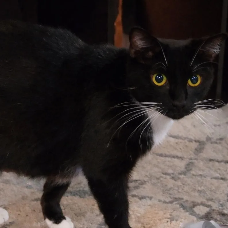 Morticia thumbnail 2