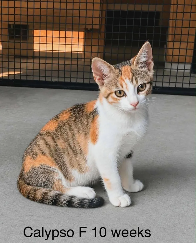 A baby medium-sized female Calico Domestic Short Hair cat named Calypso for adoption in Fort Payne, AL