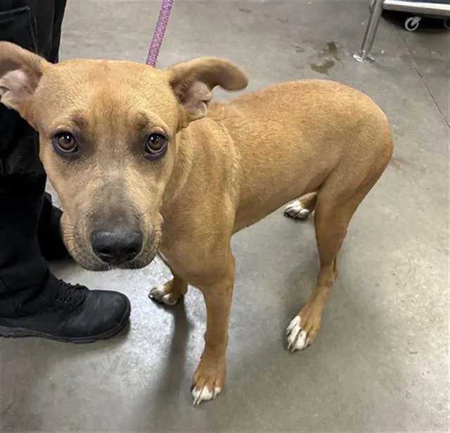 A young large-sized female Pit Bull Terrier dog named Ola for adoption in Phoenix, AZ