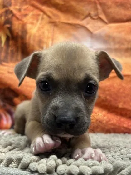 A baby small-sized female Shepherd dog named Starmie for adoption in San Antonio, TX