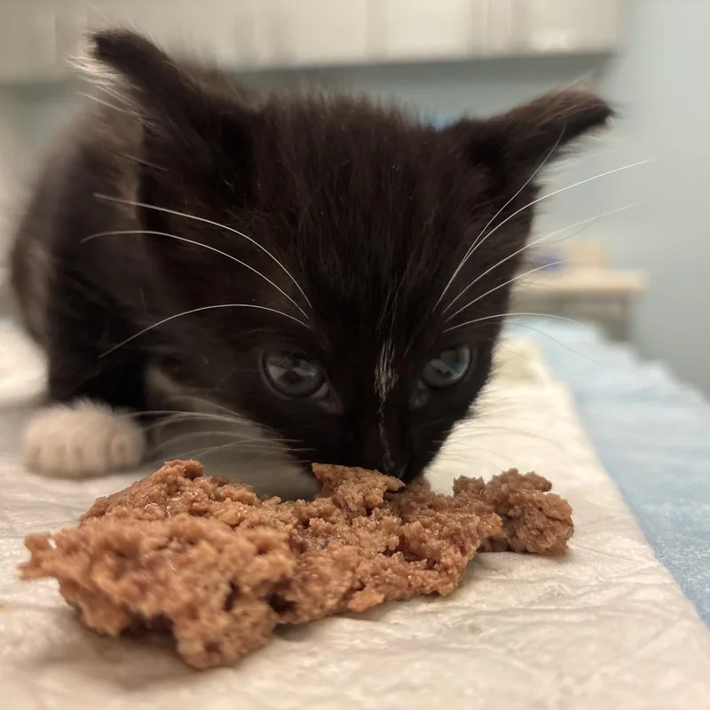 A baby small-sized male Black Domestic Short Hair cat named Pelican for adoption in Jacksonville, FL