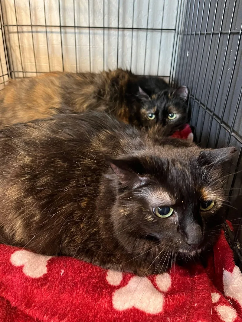 Big Cat And Lady