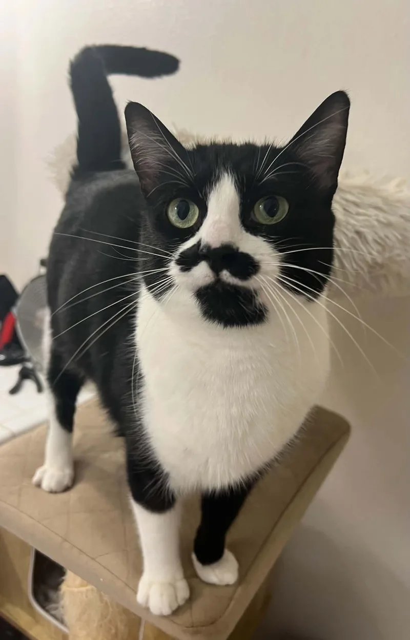 An adult large-sized male Domestic Short Hair cat named Steve  The Cool for adoption in Tacoma, WA