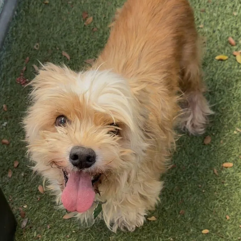 An adult small-sized male Yorkshire Terrier dog named Mashed Potatoes for adoption in San Diego, CA