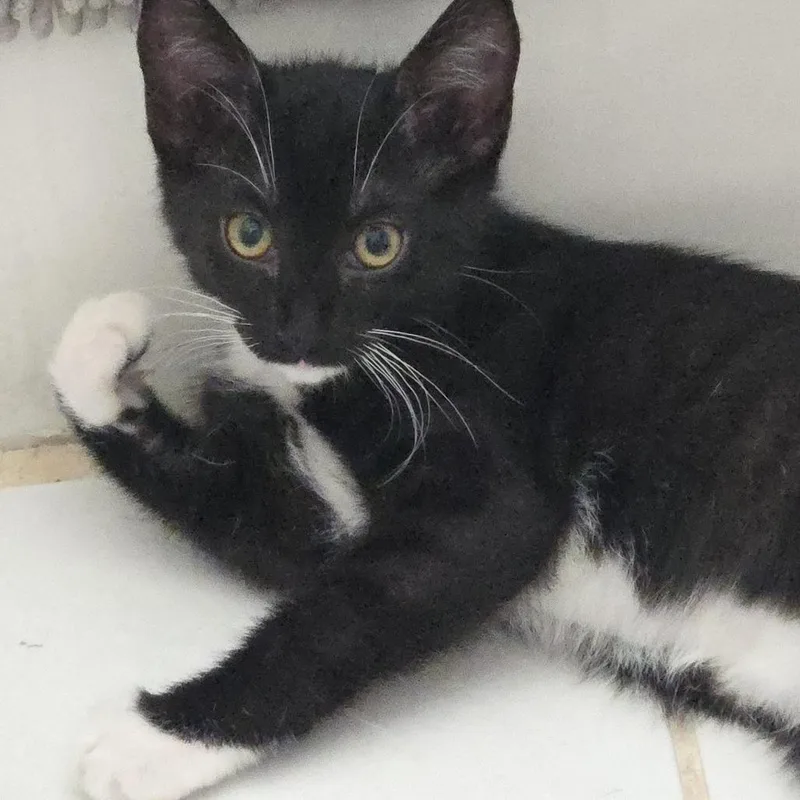 A baby small-sized male Black Domestic Short Hair cat named Crow for adoption in Long Beach, CA