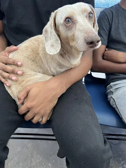 An adult medium-sized male Mixed Breed dog named Rowdy for adoption in Dallas, TX