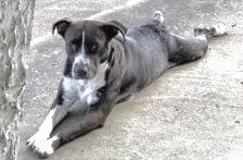 A young medium-sized female Pit Bull Terrier dog named A for adoption in Houston, TX