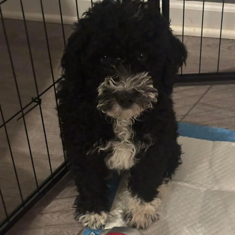 Lucy Lou thumbnail 3