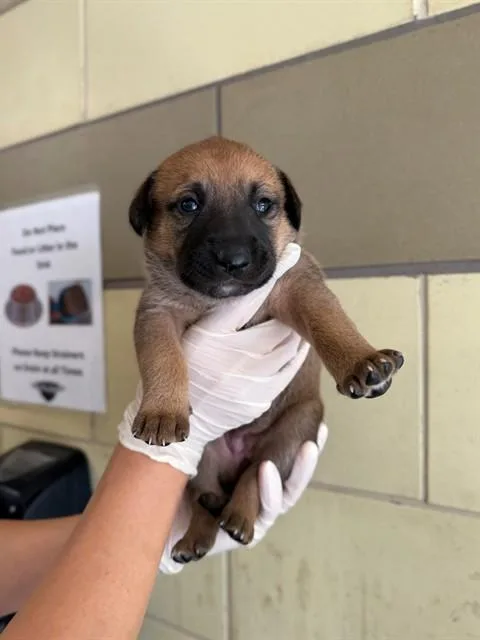 A baby small-sized female Pit Bull Terrier dog named Dot for adoption in Riverside, CA