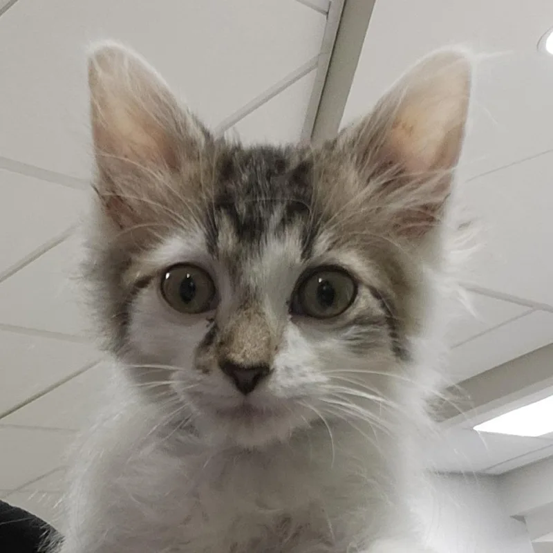 A baby small-sized female Domestic Medium Hair cat named Cat in the Hat for adoption in Columbia Station, OH