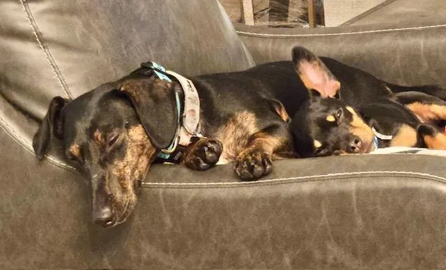 Daisy    thumbnail 2