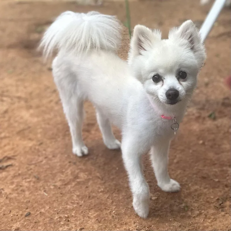 A senior small-sized female Pomeranian dog named Coco for adoption in Garland, TX