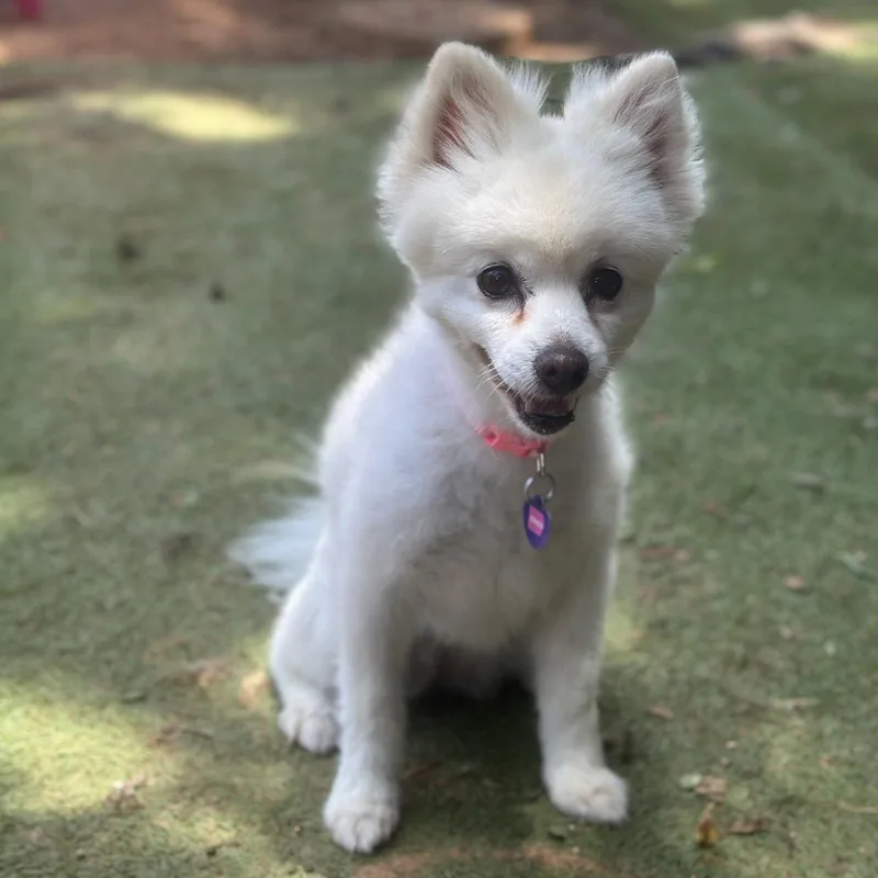 Coco thumbnail 2
