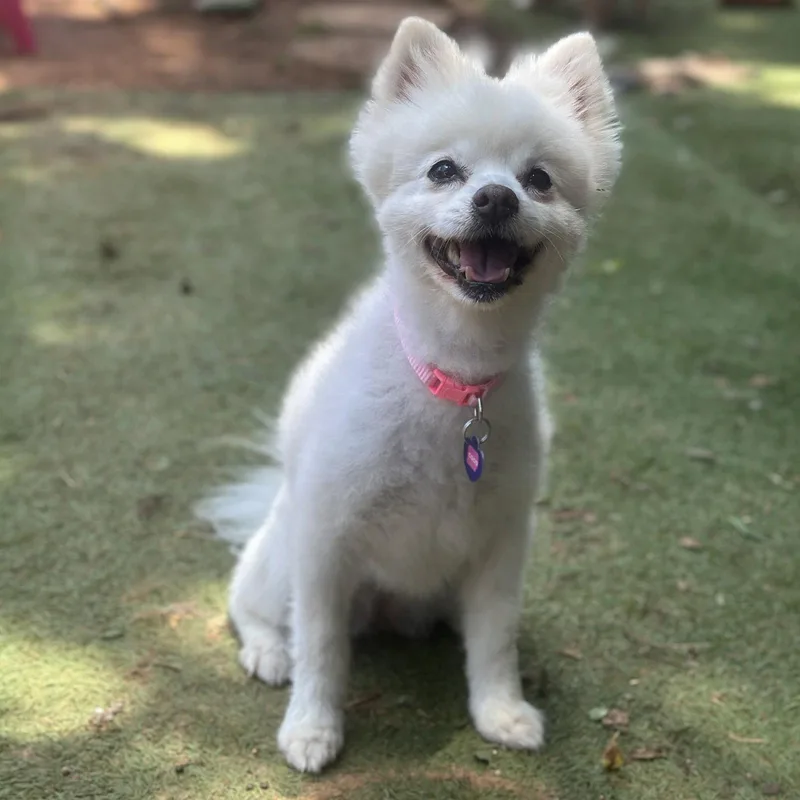 Coco thumbnail 3