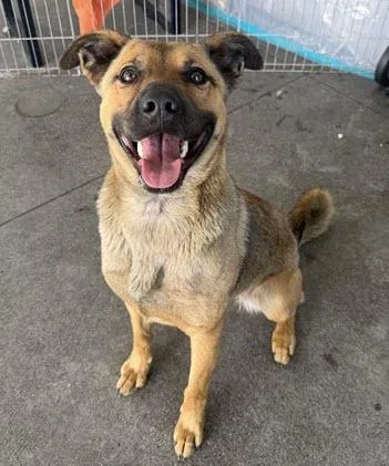 A young medium-sized female Brown / Chocolate Shepherd dog named Kimiko for adoption in Berkeley, CA