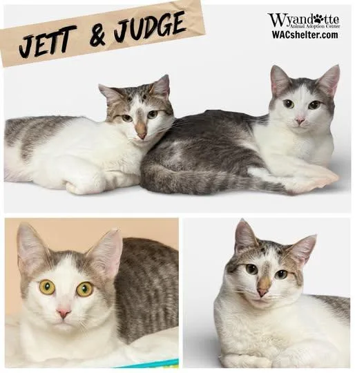 An adult medium-sized male Tabby (Brown / Chocolate) Domestic Short Hair cat named Judge & Jett for adoption in Wyandotte, MI