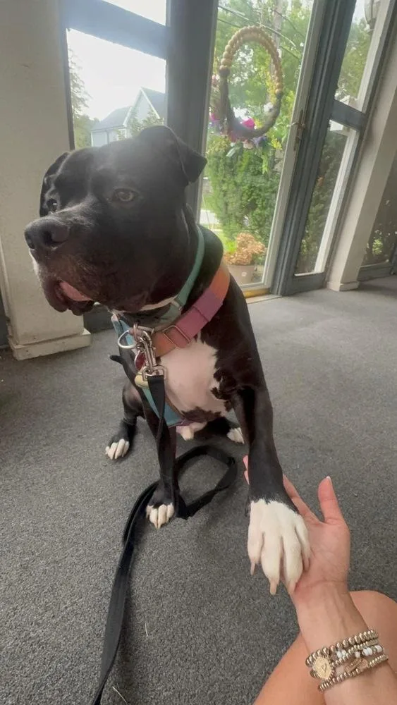 An adult medium-sized male Black Pit Bull Terrier dog named Dr. PepperDexter for adoption in Valley Stream, NY