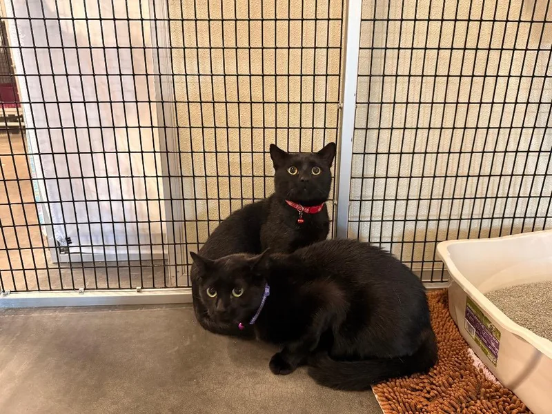 A young medium-sized male Domestic Short Hair cat named Gordo for adoption in Raleigh, NC