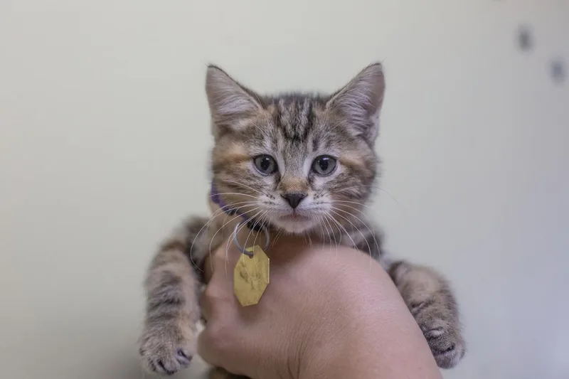A baby small-sized female Domestic Short Hair cat named August for adoption in Mountain Home, AR