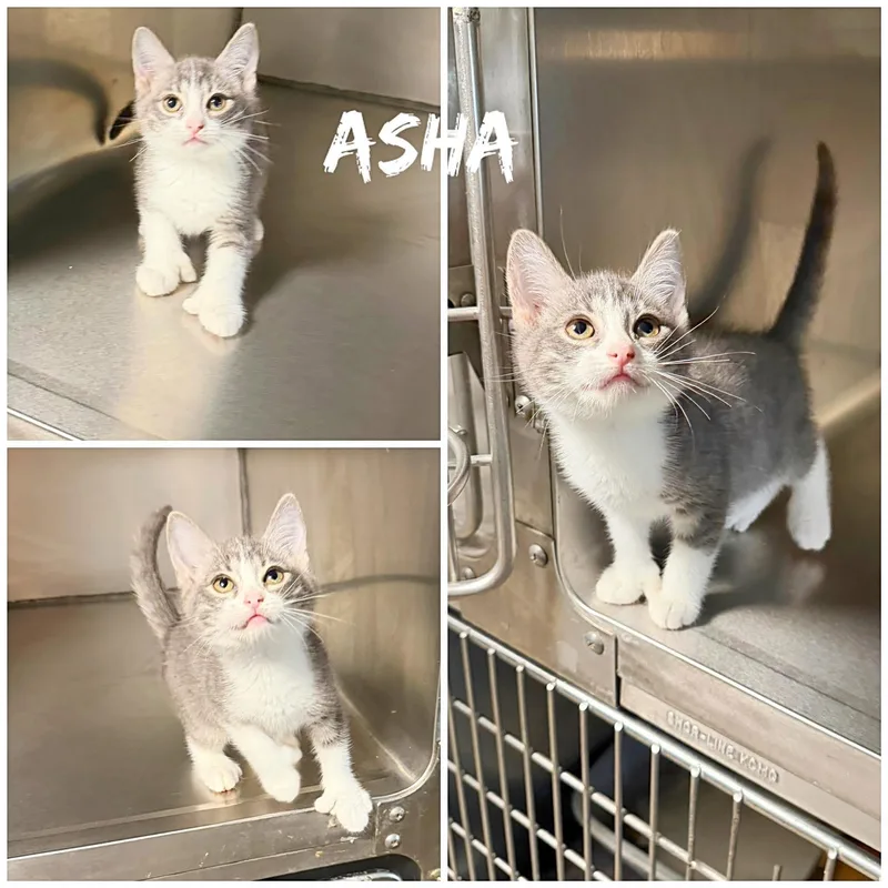 A baby medium-sized male Gray & White Domestic Short Hair cat named Asha for adoption in Saint James, MO