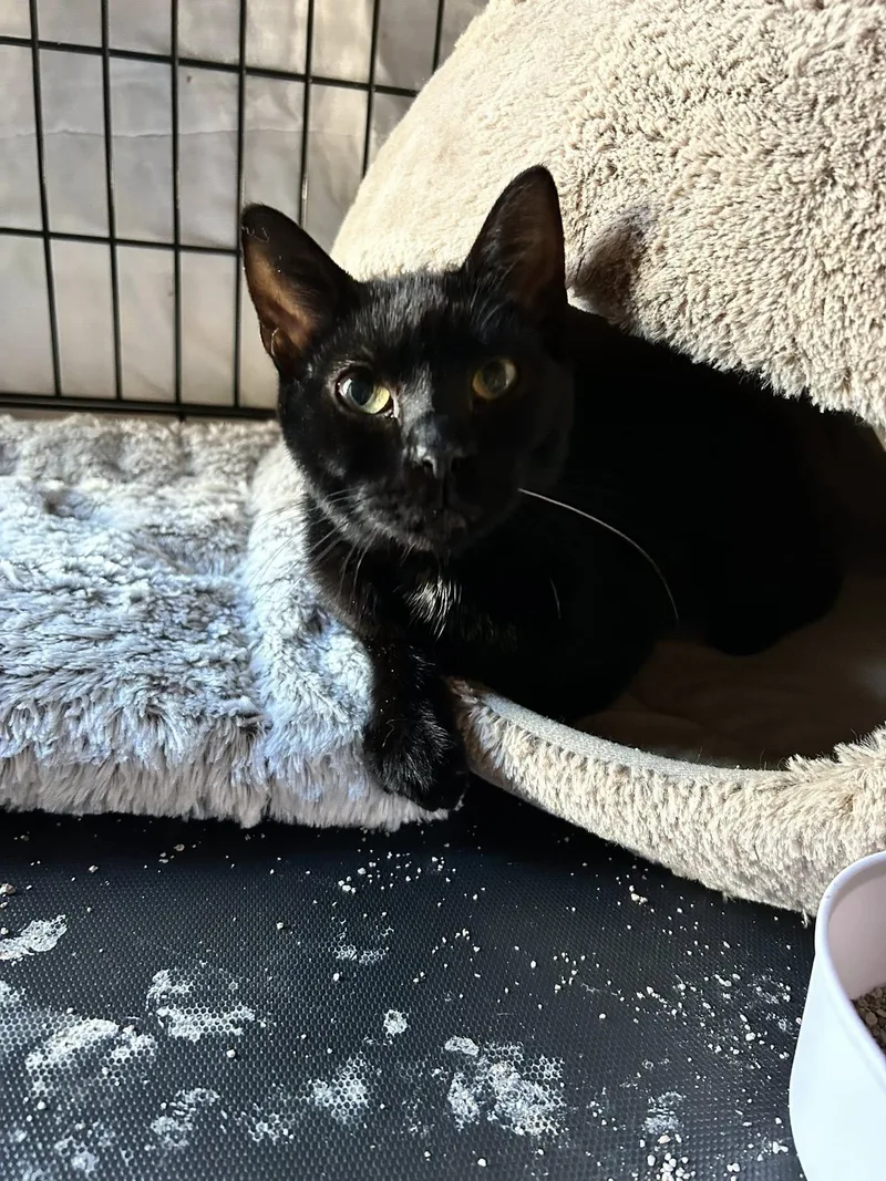 A young medium-sized male Bombay cat named Tristan for adoption in Beverly Hills, CA