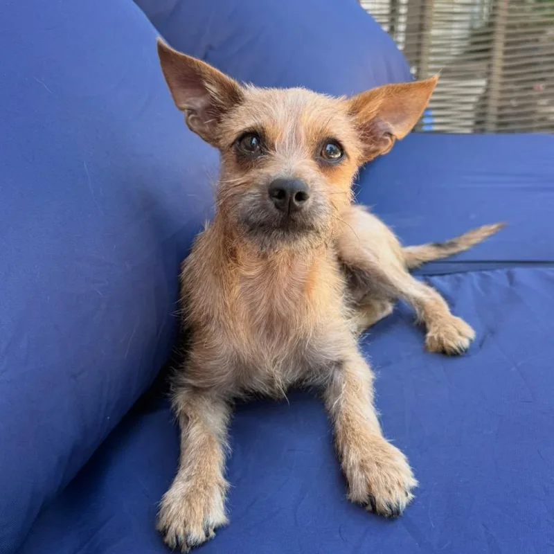 A young small-sized male Golden Wirehaired Terrier dog named Thimble for adoption in Los Angeles, CA