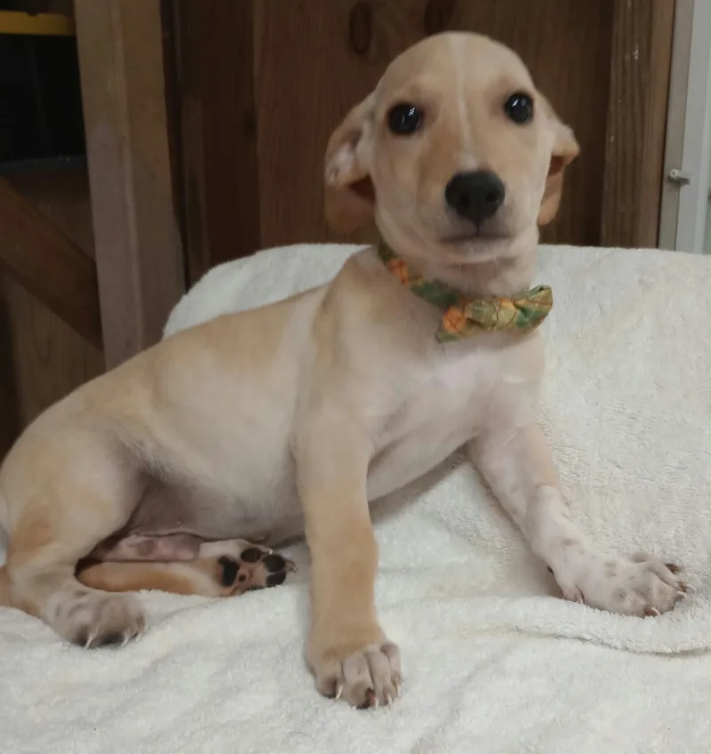 A baby small-sized male Dachshund dog named Polar for adoption in New York, NY