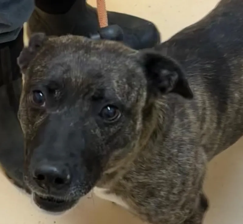 A young medium-sized male Mountain Cur dog named Kamari for adoption in Elizabethton, TN