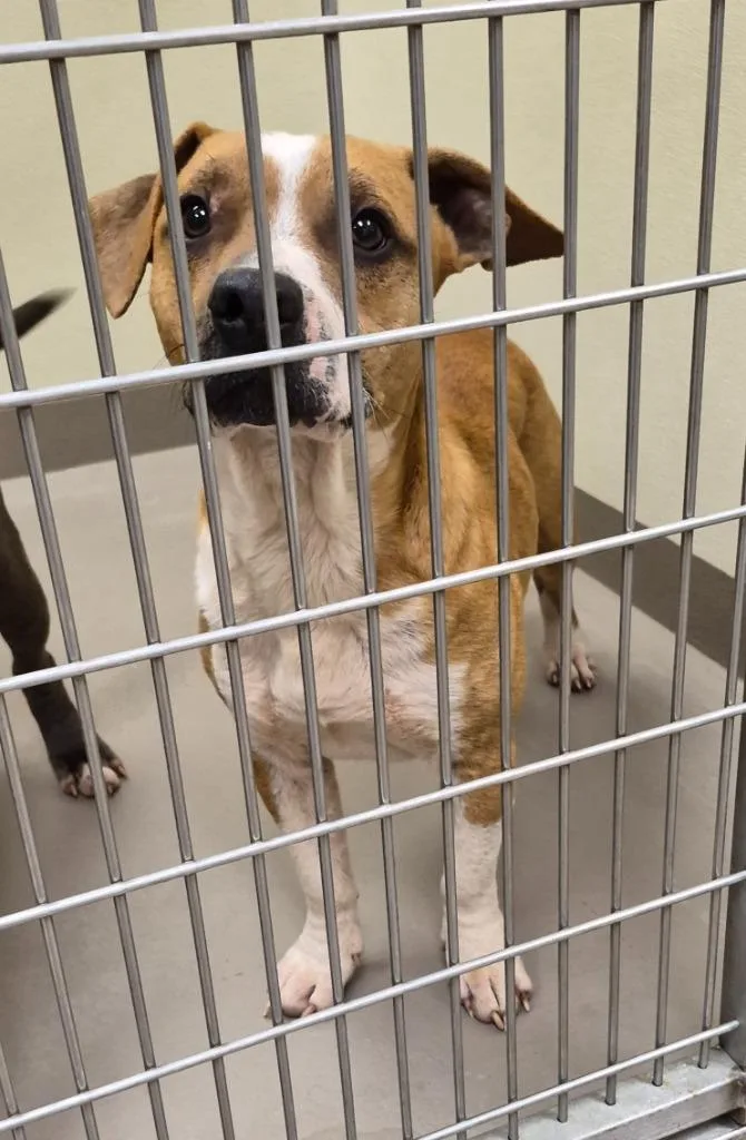 Carnegie thumbnail 2