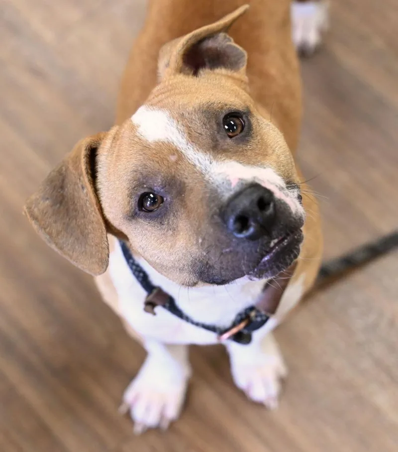 Carnegie thumbnail 3