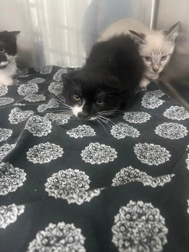 A baby medium-sized male Domestic Short Hair cat named Mr. Burger King for adoption in Danielsville, GA
