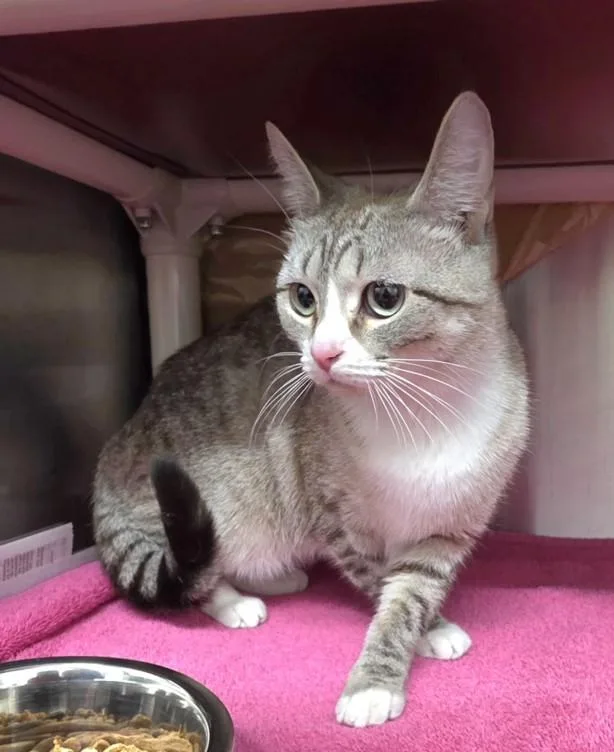 A young medium-sized female American Shorthair cat named Star for adoption in Derwood, MD