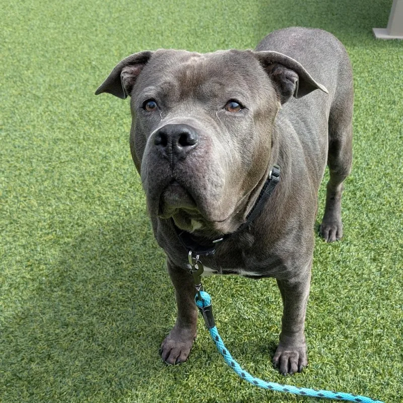 An adult large-sized male Mixed Breed dog named Tugboat for adoption in Pittsburgh, PA