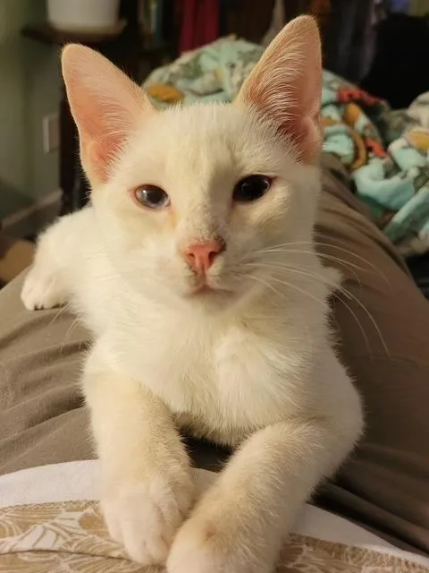 A baby medium-sized male Domestic Short Hair cat named Sushi for adoption in Douglasville, GA