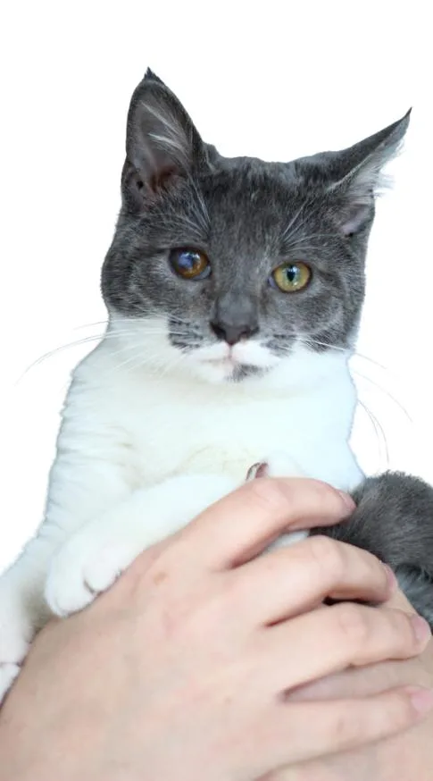 A baby small-sized male Domestic Short Hair cat named Scooter for adoption in Toledo, OH