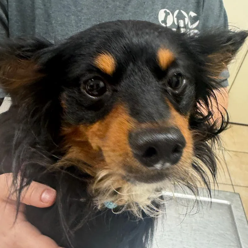 A young small-sized male Black Mixed Breed dog named Dori for adoption in Pekin, IL